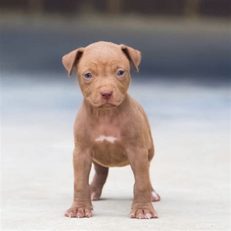 Blue nose & red nose puppies. . Red nose pitbulls for sale